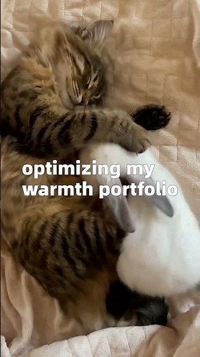 The Secret Formula to Perfect Cat Naps