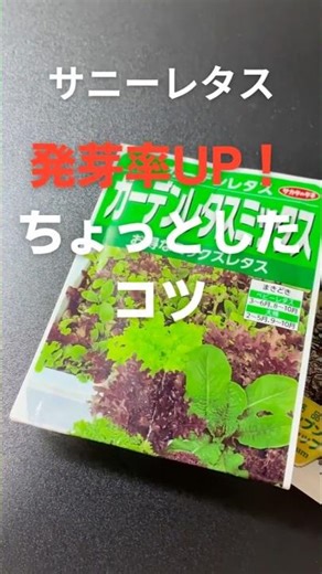 【家庭菜園】サニーレタスの発芽率UP術