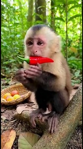 Monkey's Chili Pepper Challenge This monkey's chili pepper experience is a must-see! #fblifestyle #AI Generated using Kling AI . . . (For entertainment purposes only. Consult professionals if guidance on activities is presented. No brand affiliation is implied if any are shown. If inspired by true events, creative adaptations may be included. Content may include public footage.) | Fabiosa Fitness