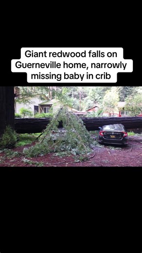 A Guerneville family avoided major injuries after a tree came crashing down onto their home Wednesday morning. A 3-year-old child at the home suffered a minor injury and was taken to a hospital as a precaution, said Cyndi Foreman, division chief fire marshal with the Sonoma County Fire District. In this video interview with The Press Democrat, Chris, the father, showed all of the debris that landed in his daughter’s crib. Tap the link in our bio to read more. #guerneville #sonomacounty #giantred