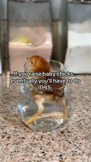 New chicken mama things 🐥 Sometimes baby chicks get ‘pasty butt’ where poop dries and blocks them. A warm water butt bath helps clean them up and keep them healthy! Farm life = chick spa days 😂 #farmlife #chickmom #babychicks #chickentok #chicktok
