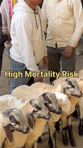 ₹5,000 Pottel Pillalu Trap ⚠️ | Beginners BIG Mistake | Sheep Farming