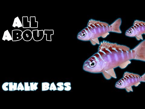 All About The Chalk Bass