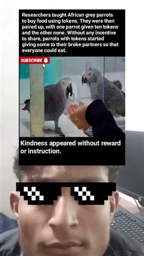 African Grey Parrots 🦜 | Surprising Generosity in Token-for-Food Experiment