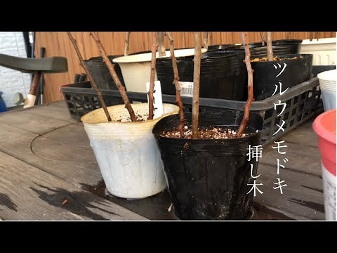 家庭菜園 ツルウメモドキの挿し木は 雄株と雌株がいるそうです