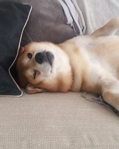 Shiba Inu Berry... The Morning After... source / credit: https://www.instagram.com/shibainu.berry/ | My First Shiba Inu