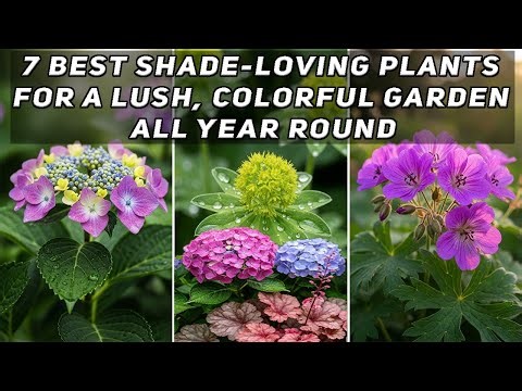 My Top 7 Plants That Thrive in Shade – Easy, Low-Maintenance Garden Ideas (No Sun? No Problem!)