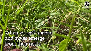 🌟 Have you noticed the skies filled with tiny aviators lately? ☁️ Flying ants have been making their aerial debut over the past few weeks during a phenomenon called - "flying ant day" (spoiler alert: it lasts more than just one day!). 🐜 These little critters might be surprise guests at your picnic, but they play a crucial role in our ecosystem. Without ants, our soils would be in rough shape. They’re nature’s tiny farmers, tirelessly ploughing and churning the earth with their intricate tunnel