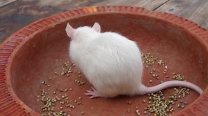 Souris de laboratoire blanc (Mus musculus) : vidéo de stock (100 % libre de droit) 1095754163 | Shutterstock