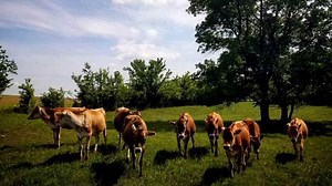 4 Calves Shot And Killed In Mayes County, Investigation Underway