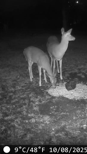 Keeping an eye out for her button buck. #shorts