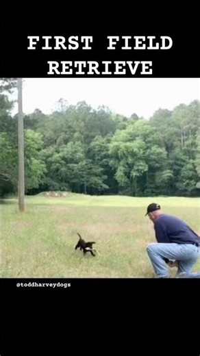 Indy’s First Field Retrieve Ever | 8 Week Old Labrador Puppy