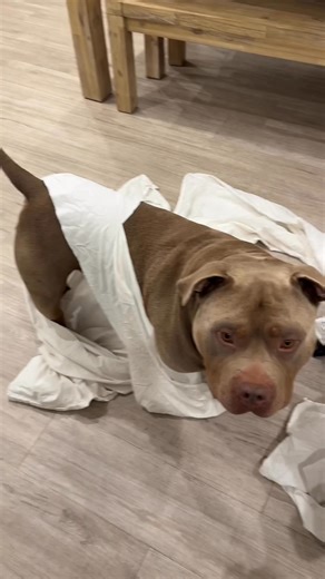 187K views · 3.7K reactions | A mouth hole would be nice please  #dog #ghost #halloween #dogs #puppy #americanbully #staffy | Lulu & Tuktuk | Facebook