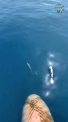 Why This Big Bump Makes Ships More Efficient 🚢💡