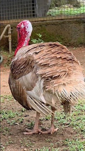 #birds #birdwatching #bird #zoo #trendingshorts #nature