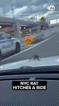 Remember Pizza Rat? This is Rideshare Rat 🐀