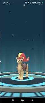 PoGo - Evolved male & female Litleo to Pyroar #pogo #evolution #litleo #pyroar