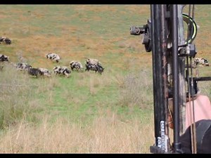 Bowhunting Pigs AMAZING shots HEADSHOT Impact shots HEARTSHOT