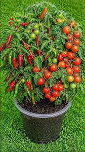 👉 This Tiny Plant Is Full of Chili Vs Tomato Pods?! 😳 #shorts #viral #trending