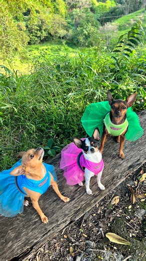 Fabiana Figueiredo on Instagram: "🐾As meninas super poderosas 🐾 Paçoca 🩵 Pitanga 🩷 e Cacau 💚"