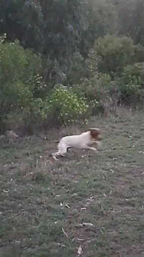 dog helping me in huntin deer terkey hunting #turkeyhunting #gobblerhunting