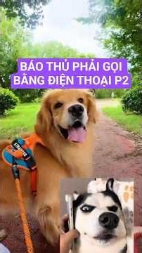 P2:Gâu Đần lại khiến Báo Thủ husky phải gọi bằng điện thoại 🤣🐕#shorts #goldenretriever #pets #husky