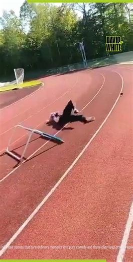 Funniest Hurdles OOPS Moments! | David A.R. White
