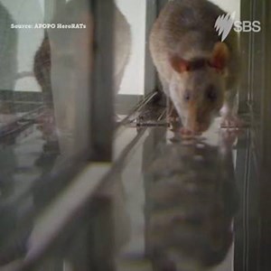 Meet the hero rats sniffing out landmines and tuberculosis in Tanzania. | SBS Australia