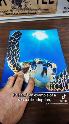 1.5K views · 33 reactions | ADOPT A SEA TURTLE!  Did you know you can symbolically adopt any of the satellite-tracked turtles from our website or app?! Go to our website or click adopt on the STC Turtle Tracker App. Link in bio and story! • • • #adoptme #adopt #seaturtle #turtle #shopping #foryou | Sea Turtle Conservancy | Facebook