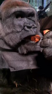 Savouring some carrots 🥕 #silverback #gorilla #mukbang #foryou #foryour #fyp #fypシ #eating #food #vegetables #foryoupage #foryourpage #animal | Gorillas Real
