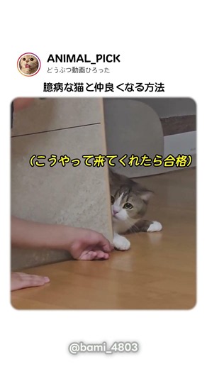 飼い主が臆病な猫と 心を通わせる方法