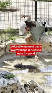 Adorable moment baby pygmy hippo refuses to leave his pond | The Independent