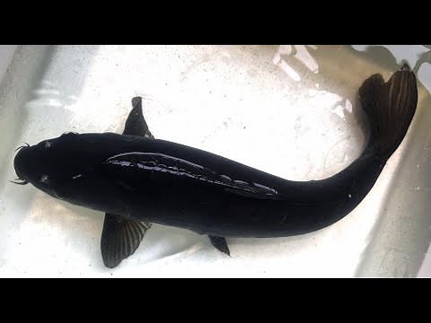 BLACK KOI FISH - Karasu Koi Fish