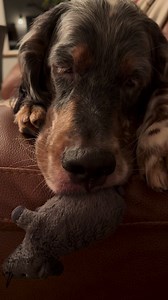 8.9K views · 1.3K reactions | Sleepy Elmo  | The Daily Hobson | Facebook