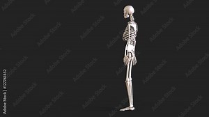 Plastic glossy layout of the human skeleton. Skeleton on black background. 3d illustration. 3d rendering.
