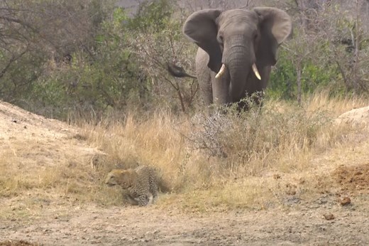 Angry elephant confronts leopard in animal kingdom showdown