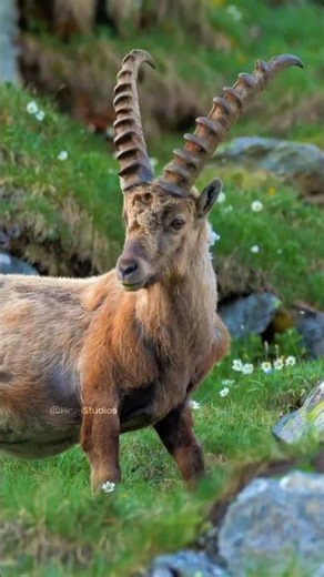 Alpine Ibex: The Goat That Climbs Dams
