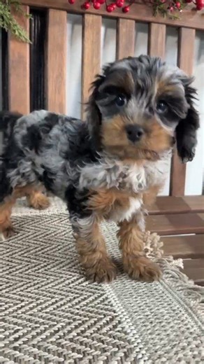 Meet Link! Our New Cavapoo Puppy Christmas Surprise We are so...