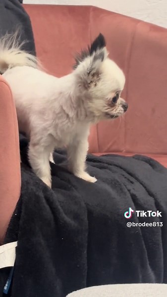 shawna_escobar on TikTok
