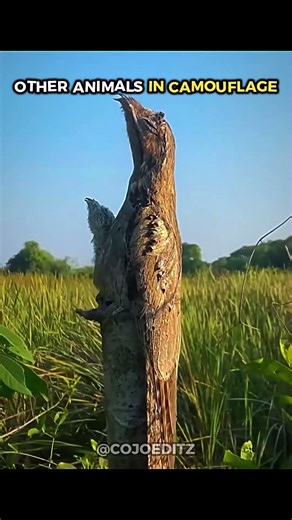 Animals camouflage☠️🤯 #camouflage #illusion #shorts