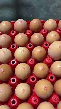 Tray stacker and egg flex