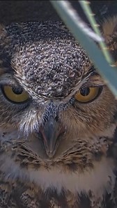 13K views · 669 reactions | There's no A/C ❄️ at the Great Horned Owl nest in Austin, Texas. Watch and learn how Athena stays cool while incubating her eggs at the Lady Bird Johnson Wildflower Center. Watch the cam LIVE at AllAboutBirds.org/GreatHornedOwls | Bird Cams | Facebook