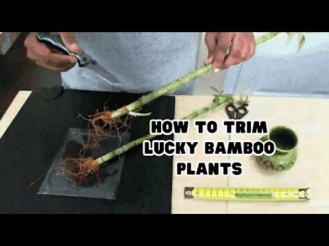 How to Trim Lucky Bamboo Plants #1 @WikiHow8