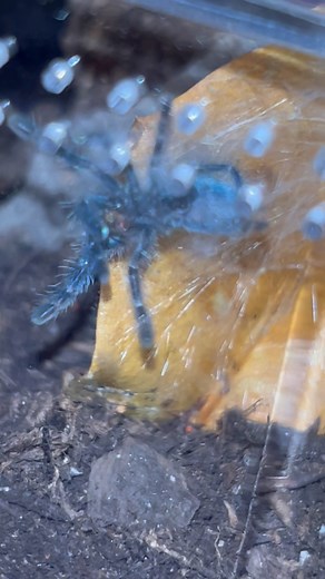 My pretty girl eating her fruit fly 練 | Angel Messer | Facebook