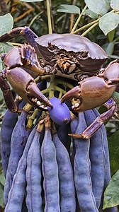 Finger fruit vs coconut crab #COCONUTCRAB #crab #fbreels #clawverseai | ClawVerse AI
