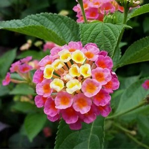 How to do the Pruning of the Lantana? Step by Step ▷➡️ Postposmo