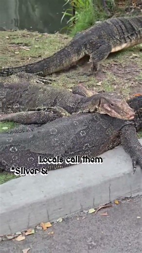 In Thailand, they don’t call this creature by its real name...