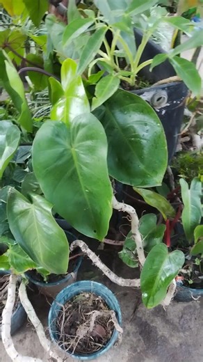 The Beautiful Heartleaf Philodendron Plant 🌿