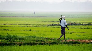 Macam-Macam Pekerjaan di Bidang Pertanian