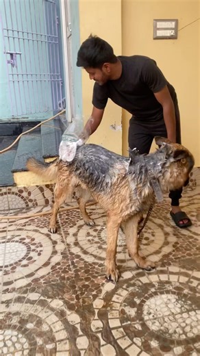 Keep These Things in Mind After Purchasing GERMAN SHEPHERD #shorts